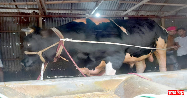 ৩০ মণ ওজনের &lsquo;বস&rsquo; এর দাম ১৫ লাখ টাকা