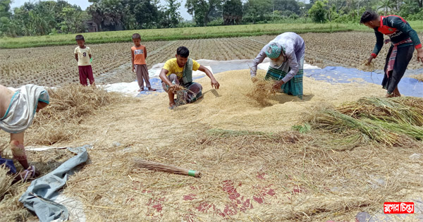 রূপগঞ্জে বাম্পার ফলনেও শ্রমিক সংকট,বেশি মজুরিতে স্লান কৃষকের খুশি