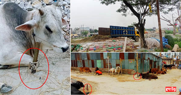সিদ্ধিরগঞ্জে সড়ক দখল করে কাউন্সিলরের গরুর হাট