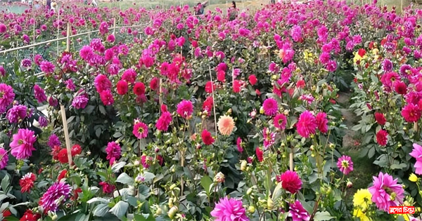 নানান ফুলের রাজ্য বন্দরের সাবদী