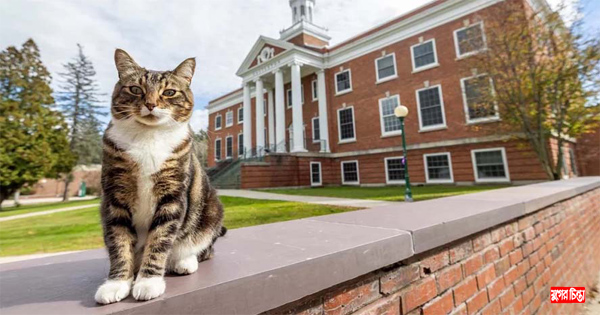 মার্কিন বিশ্ববিদ্যালয়ের ডক্টরেট ডিগ্রি পেল বিড়াল