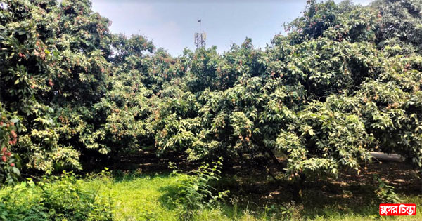 বাজারে এসেছে সোনারগাঁয়ের সুস্বাধু রসালো লিচু
