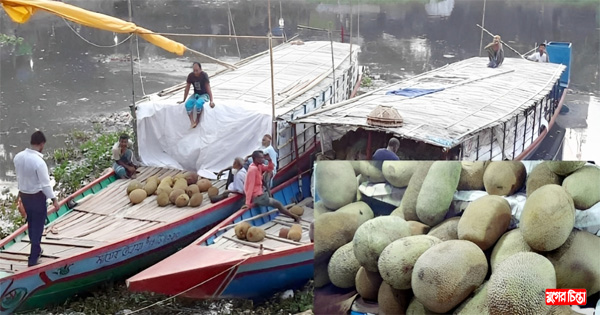 পাইকারী বাজারে আসতে শুরু&nbsp;করেছে রসালো কাঁঠাল