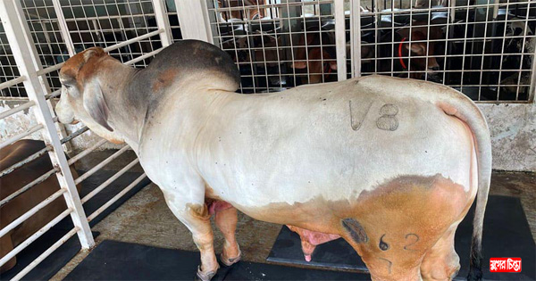 সাদিক অ্যাগ্রোর ৬ ব্রাহমা গরু জব্দ করল দুদক