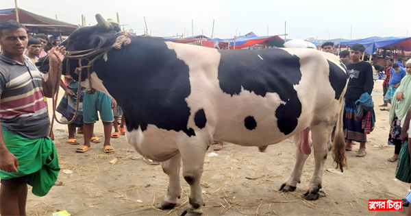 হিরো আলমের দাম হাঁকা হয়েছে ১৬ লাখ টাকা
