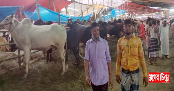জমে উঠেছে কোরবানির পশুর হাট