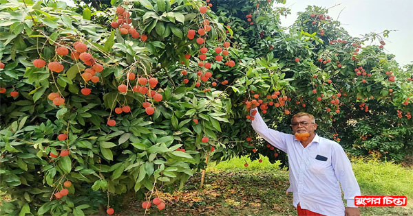 বাজারে মধু মাসের রসালো ফল সোনারগাঁয়ের লিচু