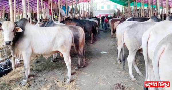 হাটে গরু আছে ক্রেতা নেই