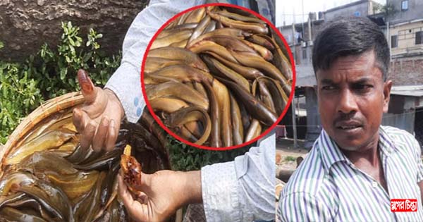 রঙ দেওয়া মাগুর ও শিং মাছে বাজার সয়লাব