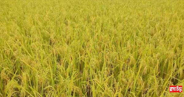 শিল্পকারখানা স্থাপন ও ভরাটের কবলে সোনারগাঁয়ের পিরোজপুর ইউনিয়ন