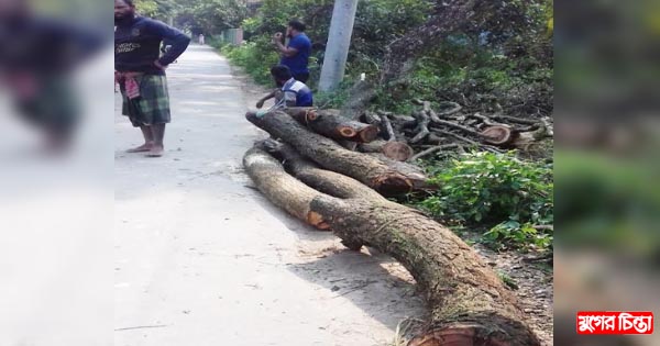 চেয়ারম্যানের নির্দেশে সরকারি জায়গার গাছ কেটে বিক্রি