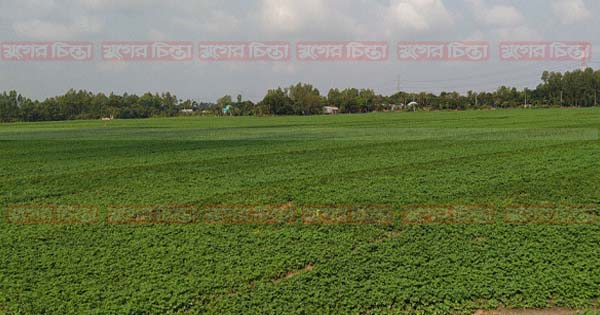 আলীরটেক বক্তাবলীর চাষীরা আলুর ফলন নিয়ে চিন্তিত