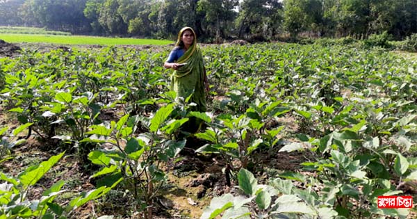 রূপগঞ্জে বিষমুক্ত বেগুন চাষে সফল কৃষক