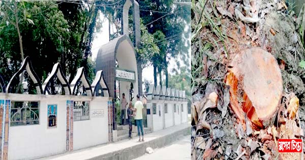 বন্দরে নাসিকের কবরস্থান থেকে গাছ কেটে বিক্রি