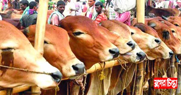 না.গঞ্জ সিটিতে বসছে ১৬ হাট