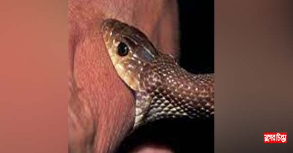 সোনারগাঁয়ে সাপের ছোবলে কৃষকের মৃত্যু