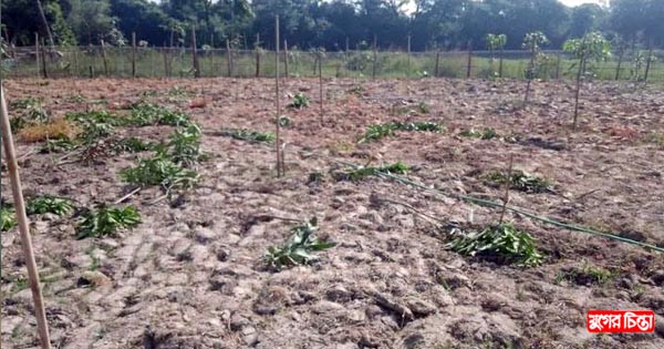 রূপগঞ্জে গাছের সাথে শত্রুতা, তিন লাখ টাকার গাছ কর্তন