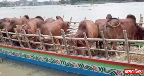 নারায়ণগঞ্জে নদী পথে হাটে আসছে গরু, সতর্ক পুলিশ