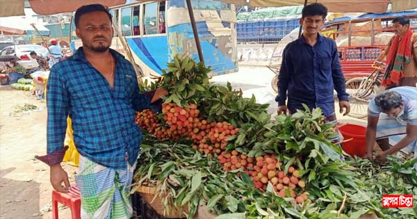 বাজারে আসতে শুরু করেছে সোনারগাঁয়ের লিচু