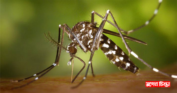 না.গঞ্জে ডেঙ্গু আক্রান্ত বাড়ছে