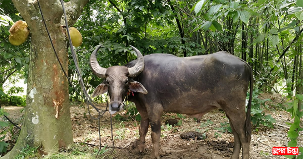 ছয় দিনেও সন্ধান মেলেনি সেই পাগলা মহিষের