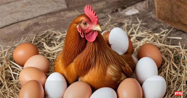 সরকার নির্ধারিত মূল্যে বিক্রি হবে ডিম-মুরগি &nbsp;