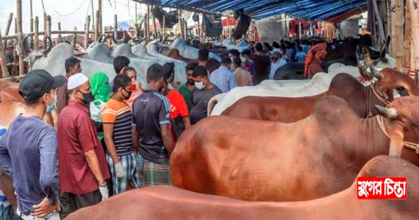 বড় গরুর ক্রেতা কম, ছোট গরুর দাম বেশি