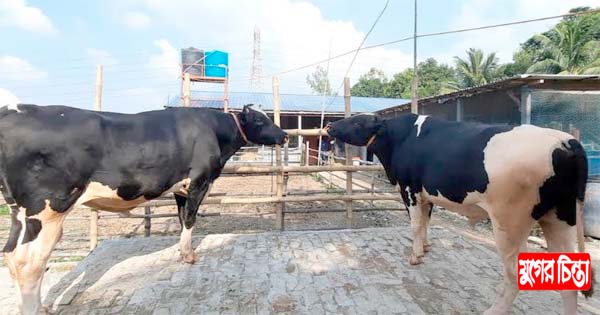 সোনারগাঁয়ের পশুর হাট কাঁপাচ্ছে লম্বু ও হাম্বু