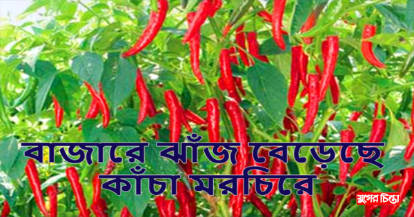 কাঁচা মরিচের ঝাঁজে দিশেহারা ক্রেতা