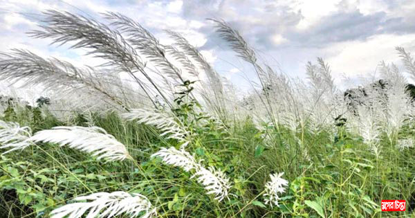কাশফুলের শুভ্রতা দেখতে দর্শনার্থীদের ভীড়