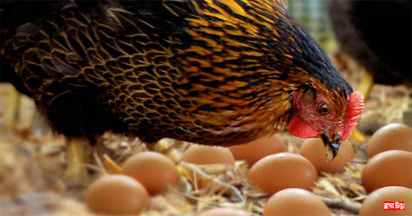 বাজারে ডিম-মুরগির দাম কমলেও পাড়া-মহল্লা নেই স্বস্তি &nbsp;