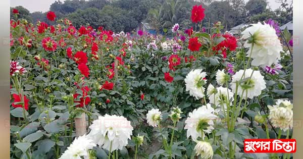কোটি টাকার ফুল বিক্রির প্রত্যাশা না.গঞ্জের ফুল চাষীদের
