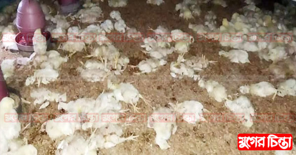কুপ্রস্তাবে রাজি না হওয়ায় ৬০০ মুরগি নিধন