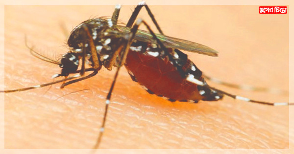 কিউলেক্স মশায় যেসব রোগের ভয়