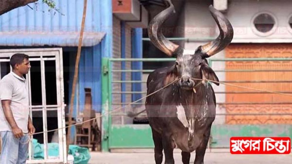 জেলায় কোরবানির জন্য প্রস্তুত ৮৬ হাজার পশু