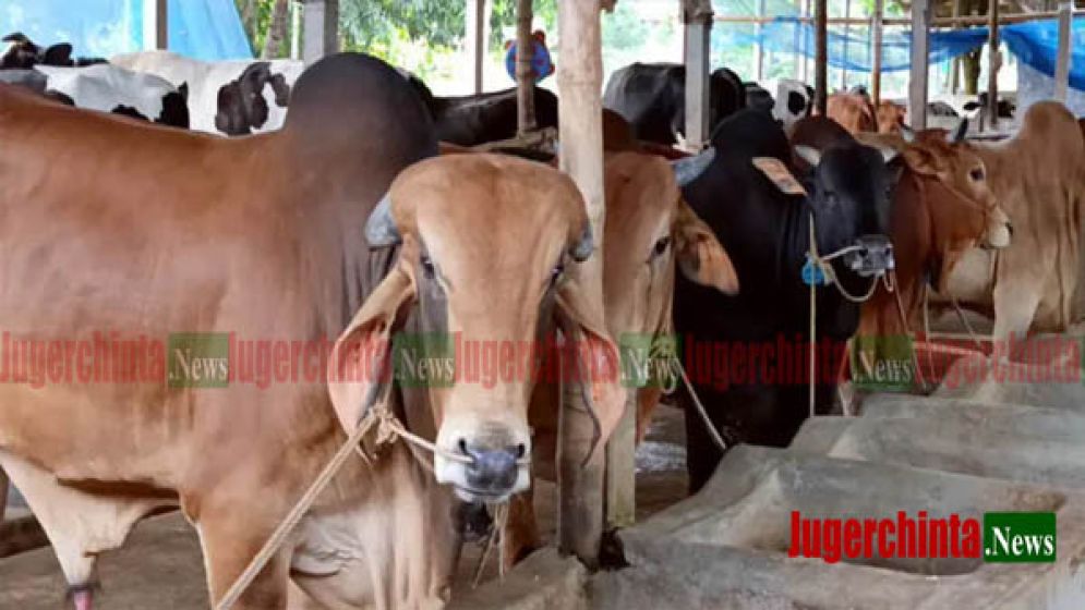 হাটের টেন্ডার নিয়ে বিএনপির সাথে এনসিপি গোপন সমঝোতা