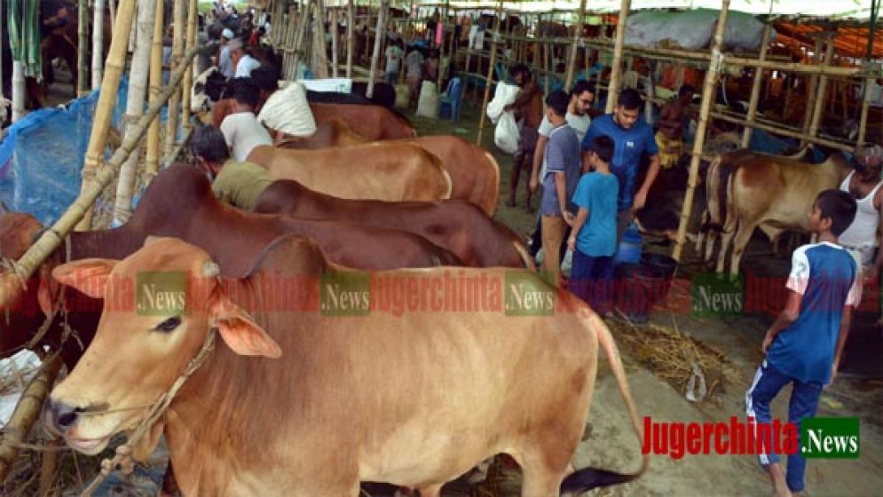 হাটে গরু, ক্রেতার অপেক্ষা