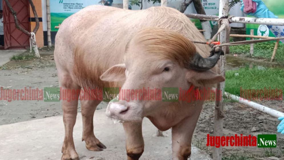 হাটে ওঠার আগেই বিক্রি হয়েছে ৭০০  কেজি ওজনের ডোনাল্ড ট্রাম্প!
