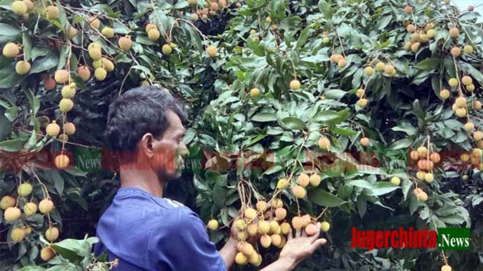 বড় আকার আর আগাম ফলনে বিখ্যাত সোনারগাঁয়ের লিচু